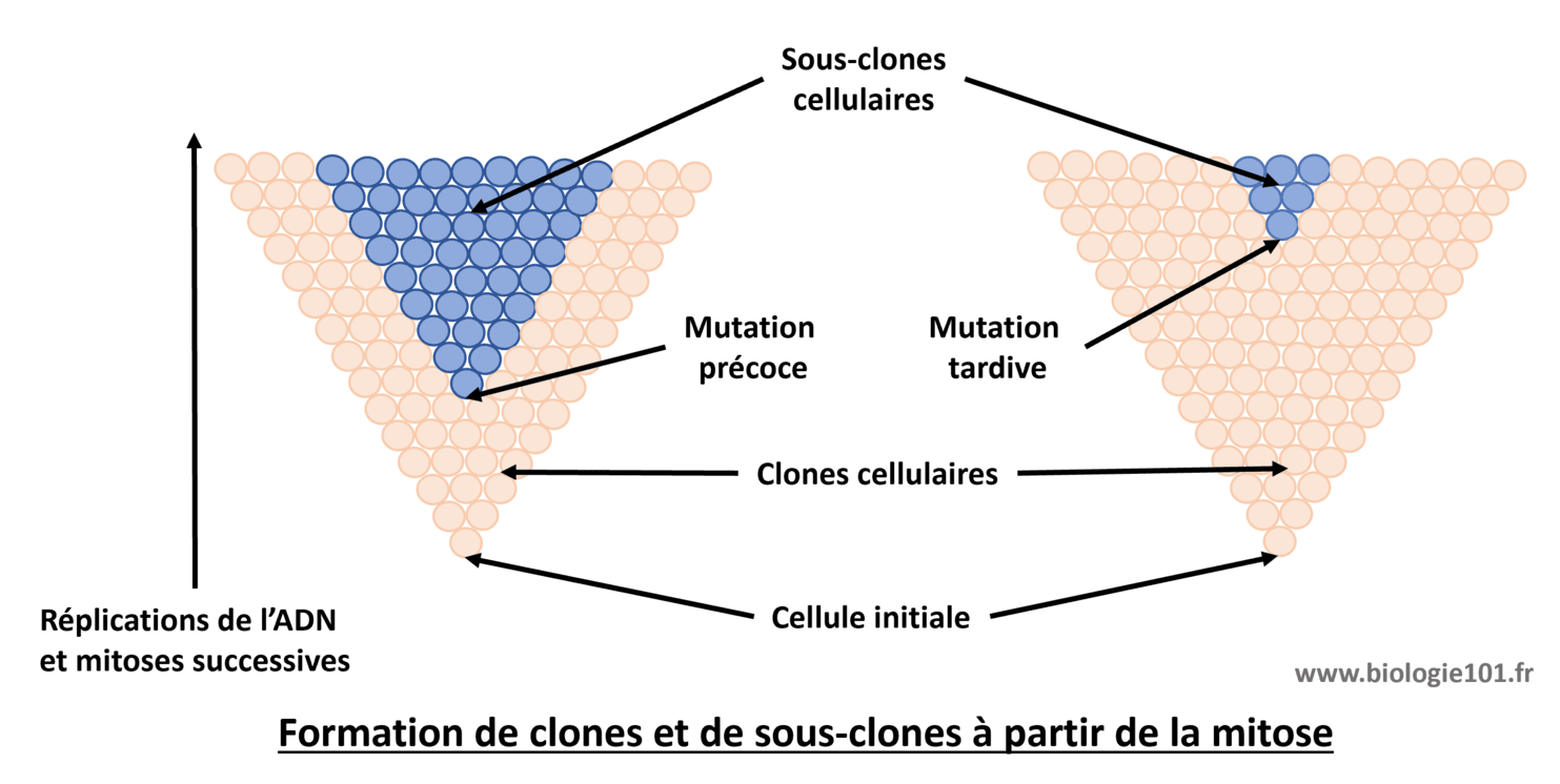 Clone cellulaire et sous-clone La formation d'un sous-clone cellulaire à partir d'un clone muté