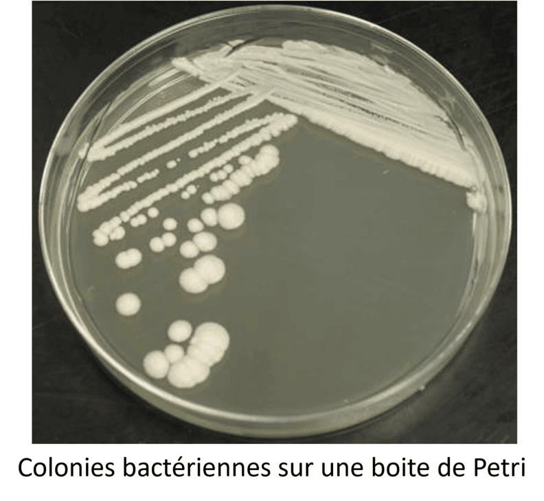 Colonie bactérienne sur une boite de Petri Une colonie bactérienne est composée de clone cellulaire