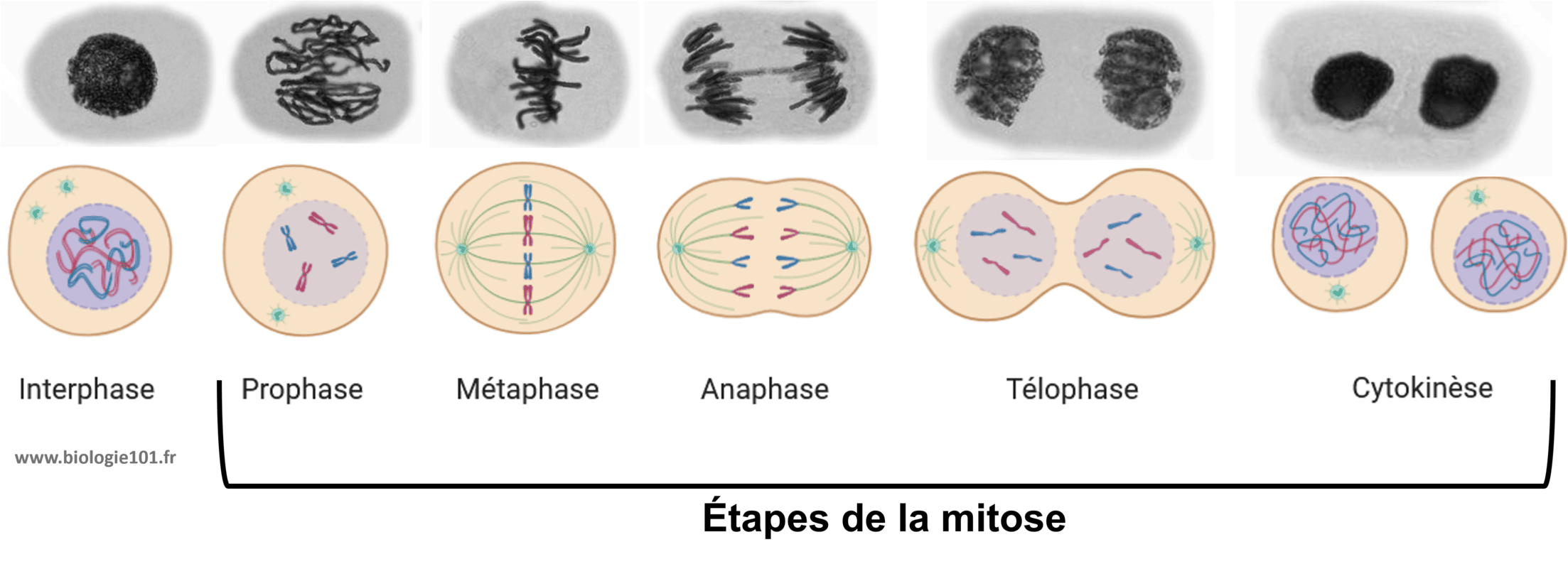 Les étapes de la mitose La mitose comprends quatre étapes : la prophase, la métaphase, l'anaphase et la télophase