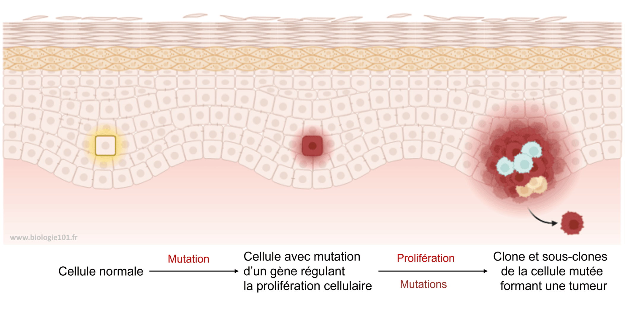 Evolution clonale et tumeur Un sous-clone porteur d'une mutation sur un gène impliqué dans la régulation du cycle cellulaire engendre la formation d'une tumeur. D'autres mutations peuvent s'accumuler et expliquer l'hétérogénéité tumorale.