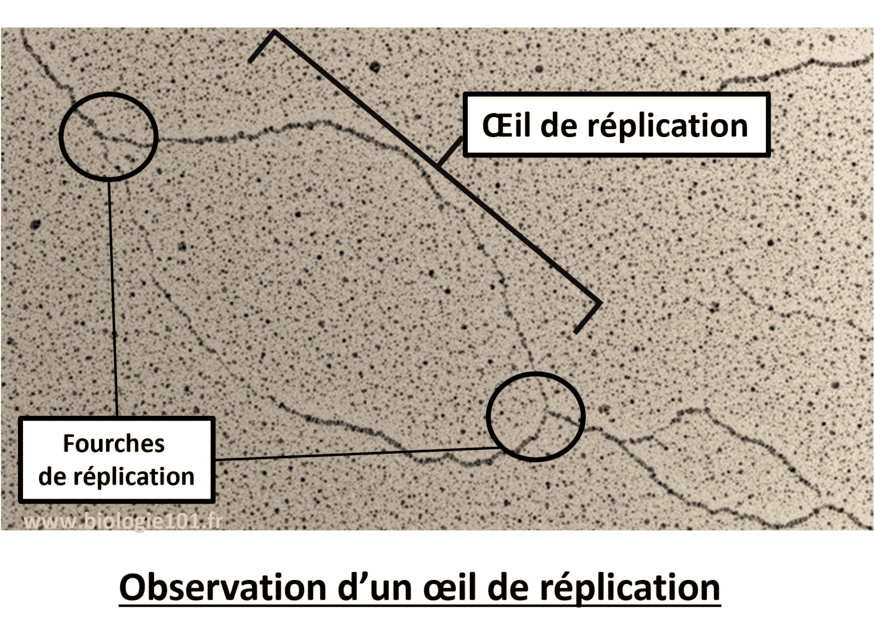 Un oeil de réplication Un oeil de replication est visible au microscope électronique lors de la réplication de l'ADN. On y voit aussi les fourches de réplication en Y