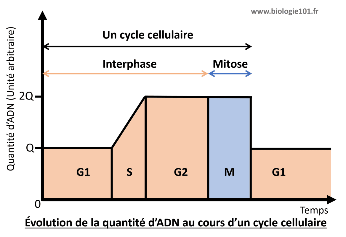 Evolution de la quantité d'ADN pendant le cycle cellulaire La quantite d'ADN est doublée pendant la phase S de l'interphase, juste avant la mitose.