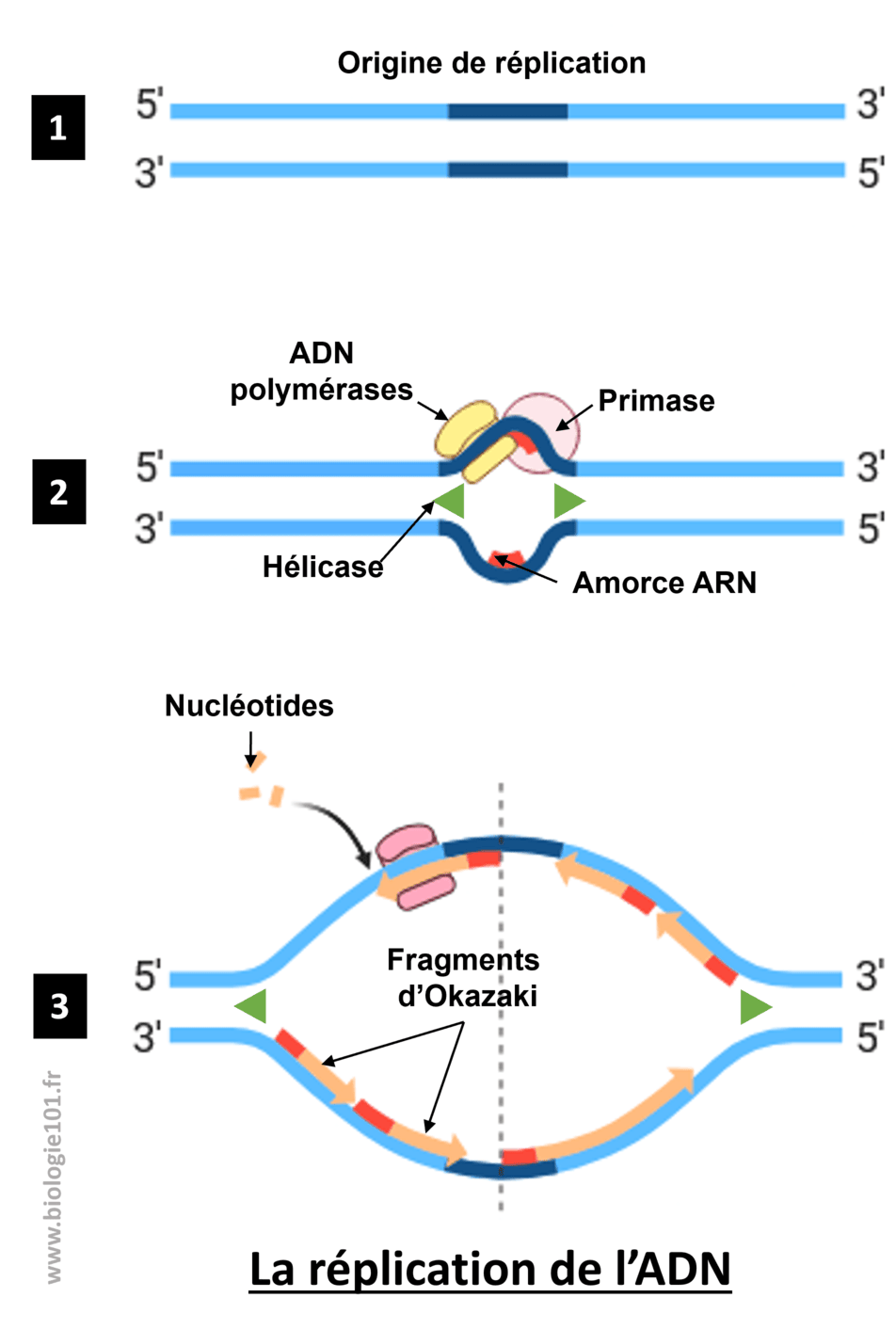 La réplication de l'ADN a lieu avant la mitose et double la quantité d'ADN. Elle fait intervenir de nombreuses enzymes dont l'ADN polymérase, la ligase, la primase, l'hélicase.