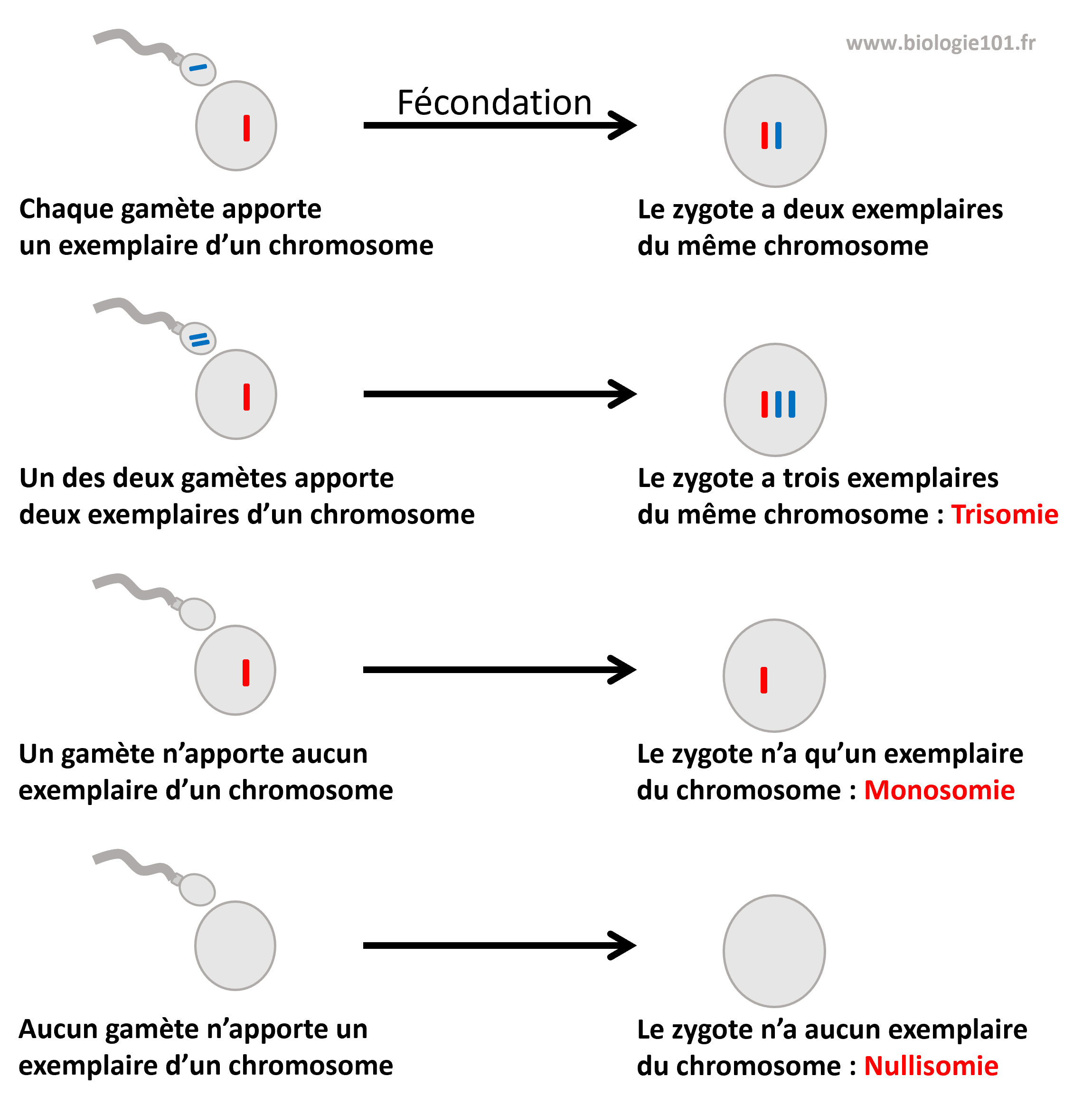 La trisomie, la monosomie ou la nullisomie sont les conséquences d'une fécondation entre gamètes à caryotype anormal