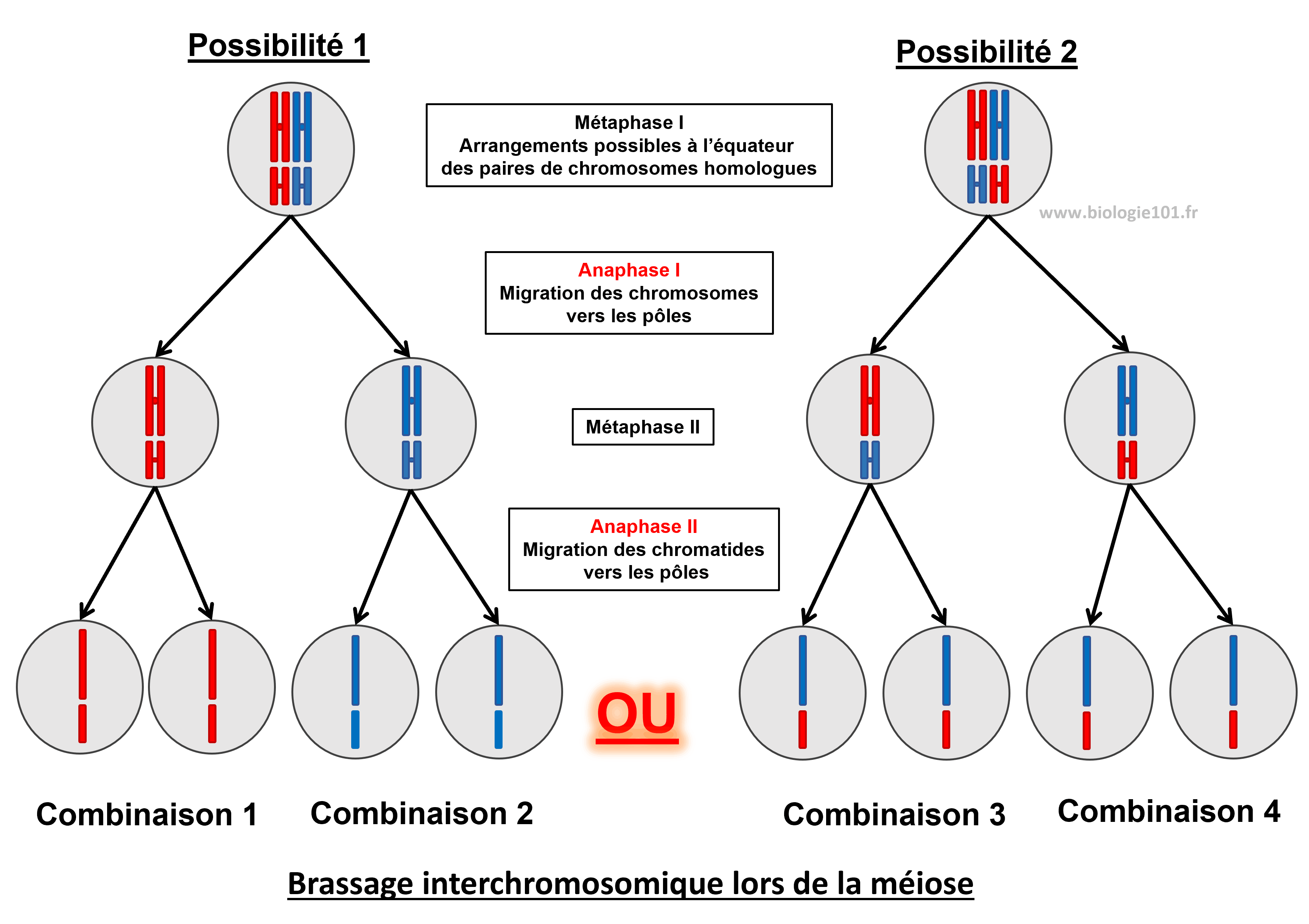 Le brassage interchromosomique lors de la méiose Le brassage interchromosomique lors de la méiose en métaphase I