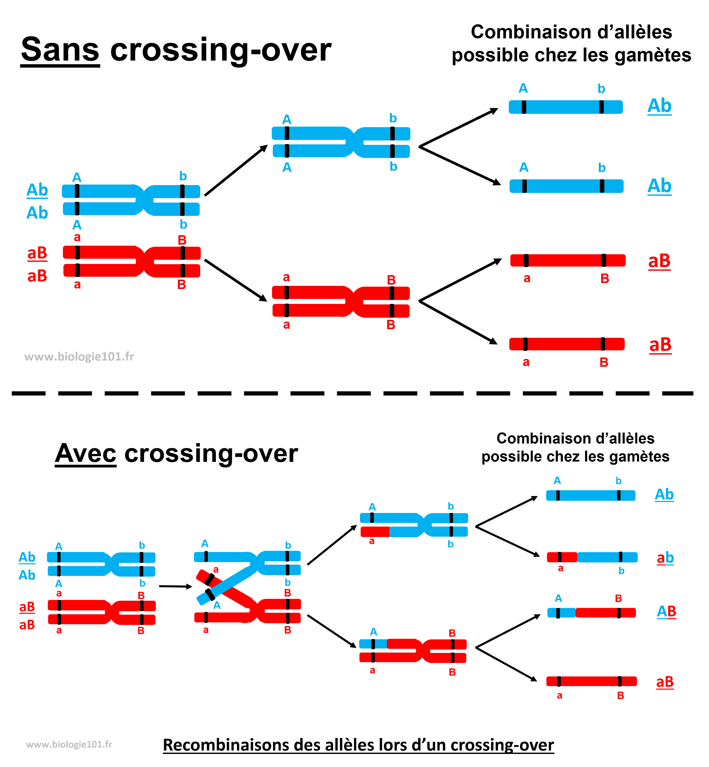 Le brassage intrachromosomique de la méiose Le brassage intrachromosomique et les conséquences sur les gamètes lors de la méiose