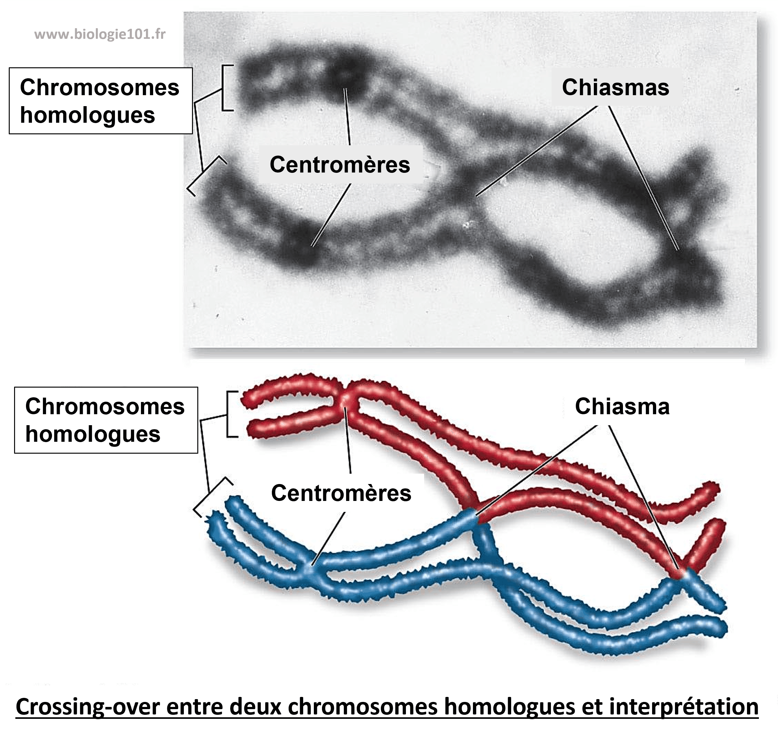 Le crossing-over lors de la méiose Le crossing-over lors de la prophase I avec échange de matériel génétique (brassage intrachromosomique)