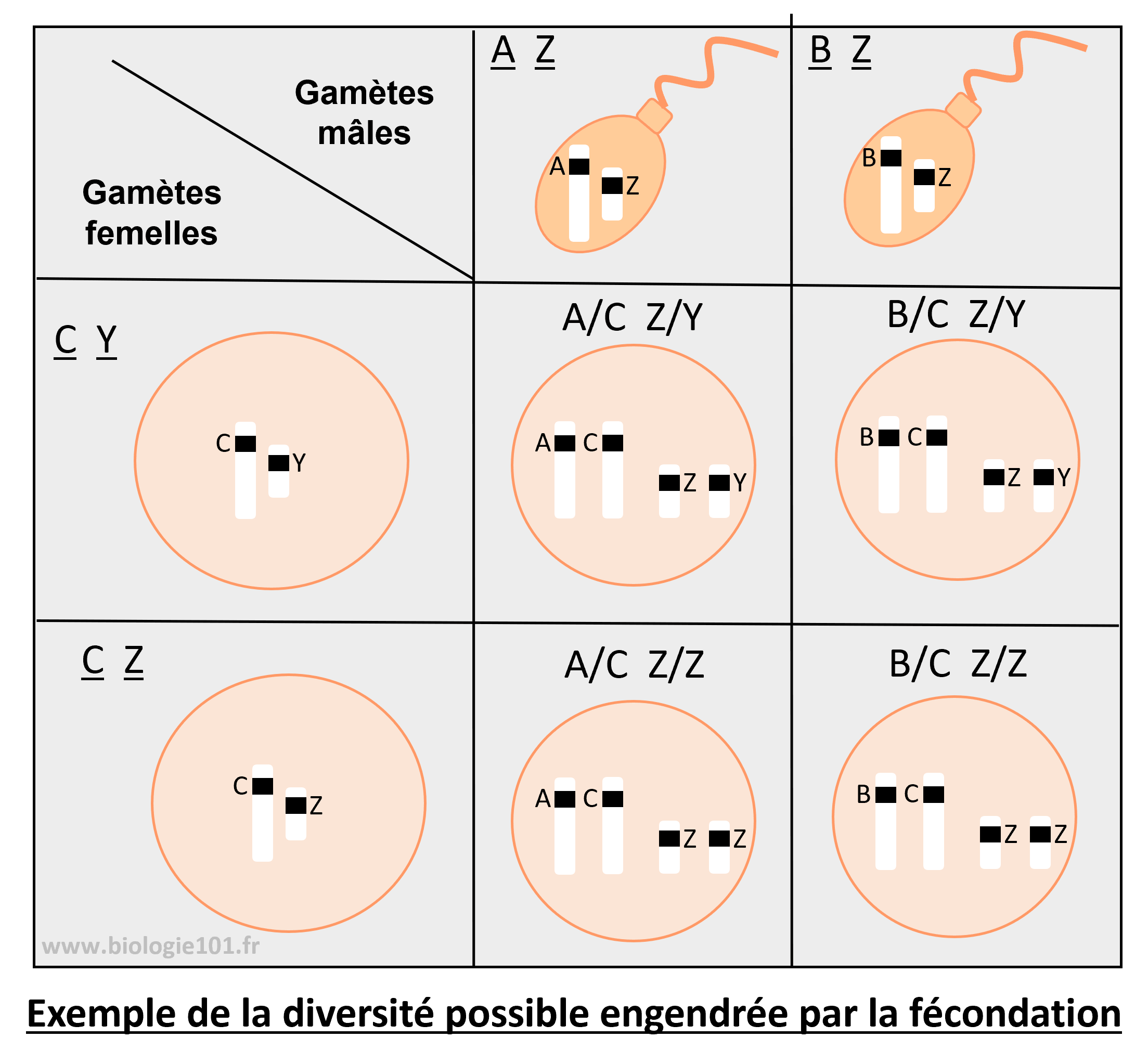 Diversité des zygotes potentiels lors de la fécondation La diversité des zygotes issue de la rencontre aléatoire des gamètes pendant la fécondation