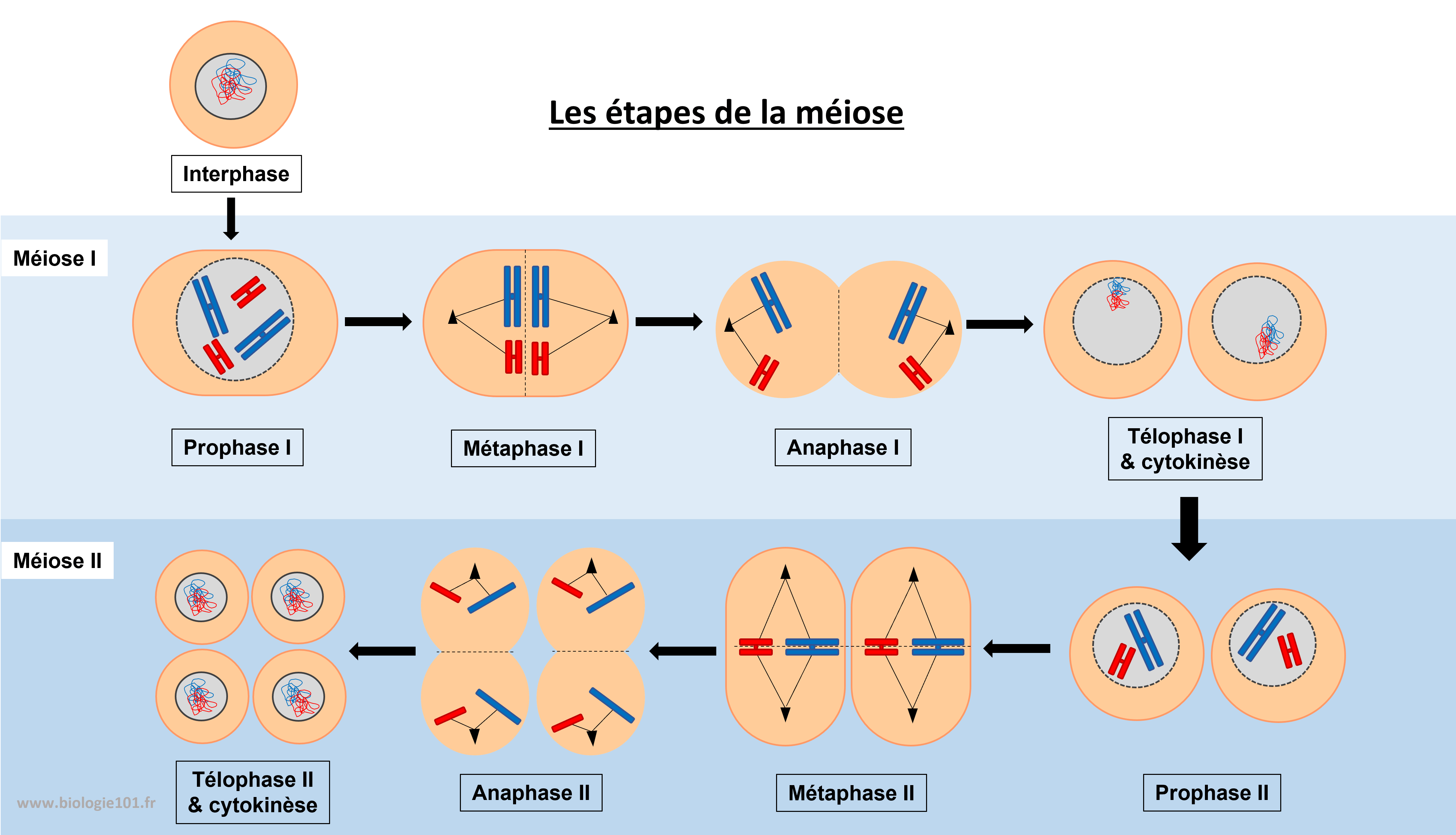 Toutes les étapes de la méiose Les quatre étapes de la première division de la méiose suivies des quatre étapes de la seconde division.