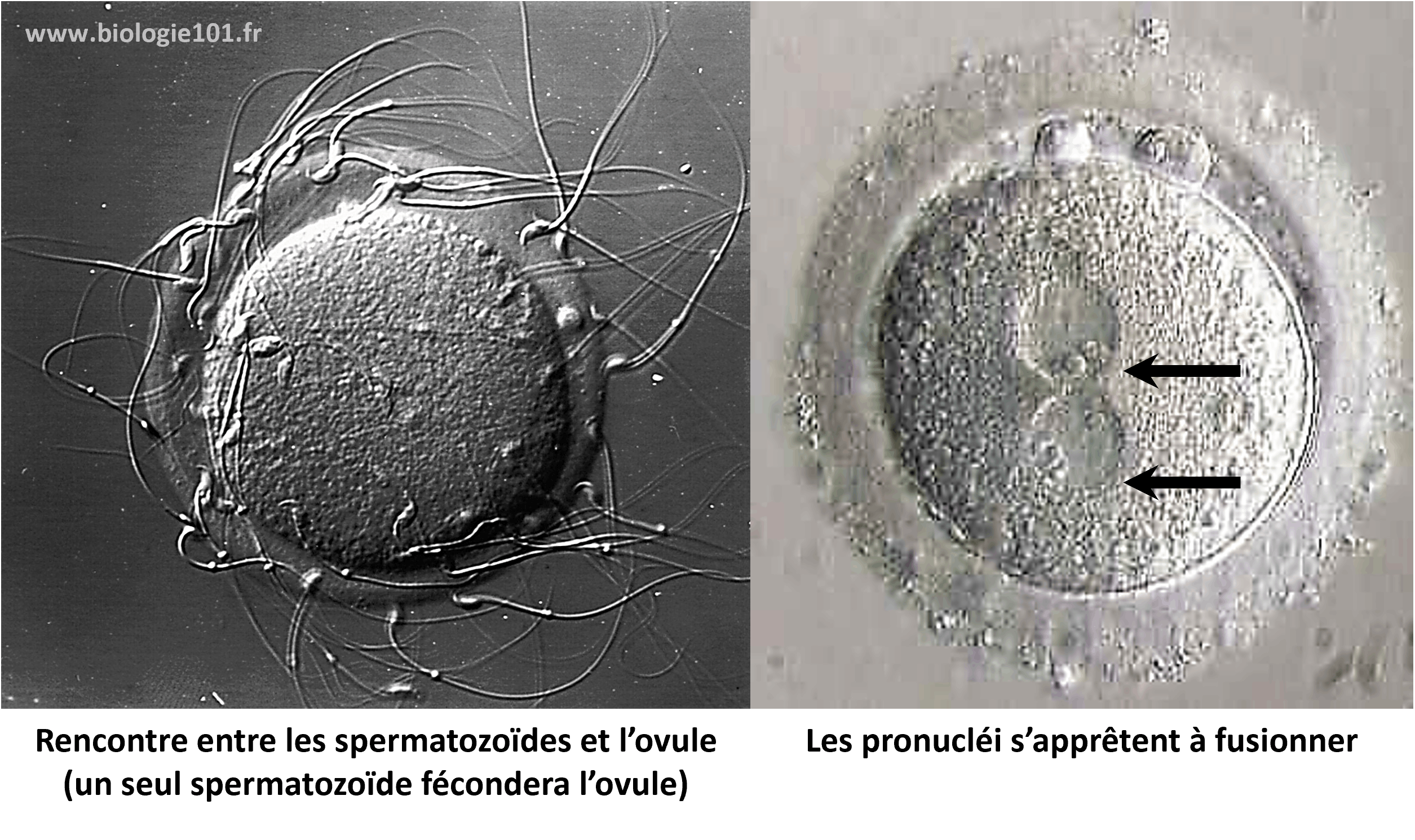 La fécondation suivie de la caryogamie La fécondation est la rencontre de deux gamètes suivie de la fusion des deux noyaux (caryogamie)