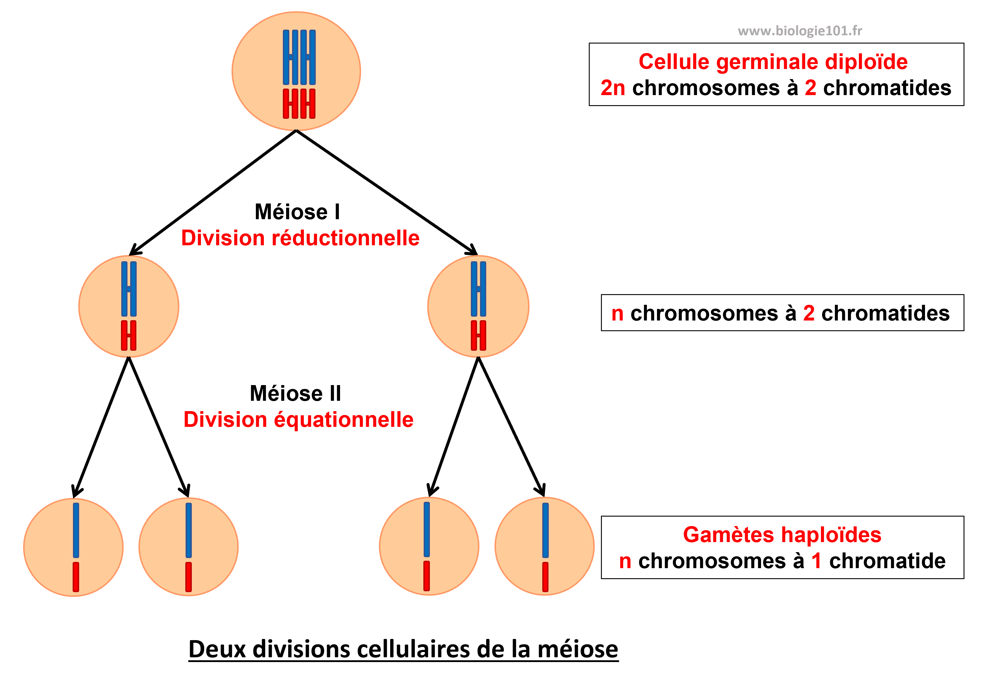Les deux divisions de la méiose La méiose est une succession de deux divisions : la division réductionnelle et la division équationnelle.