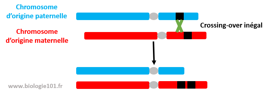 Un crossing-over inégal entraine une duplication de gène. méiose et anomalie génétique