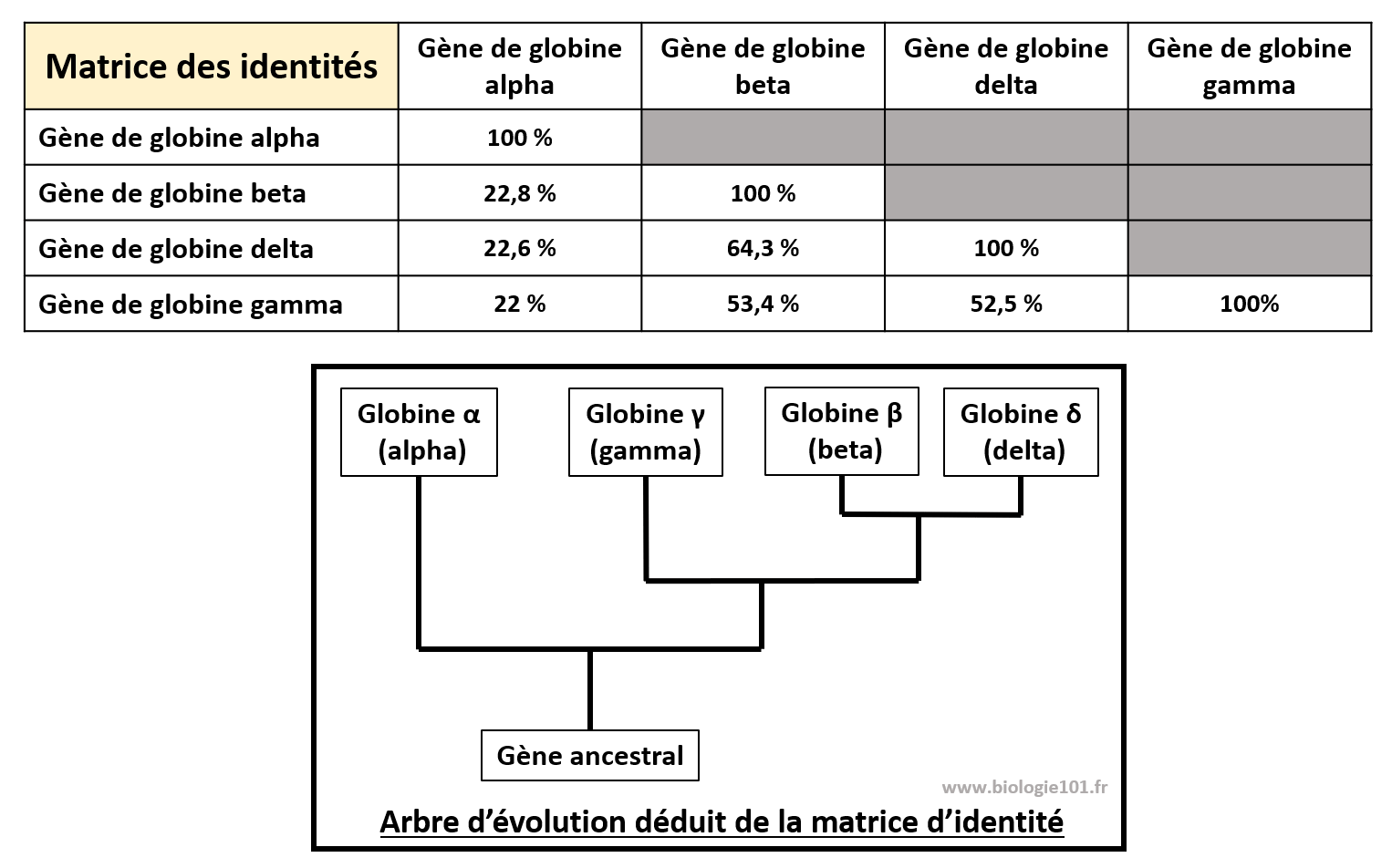 La matrice des différences des gènes codants pour la famille multigénique des globines humaines. Méiose et anomalies génétiques.