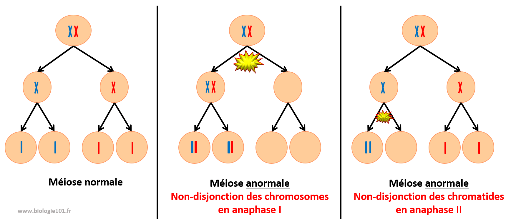 Non-disjonction lors de la méiose en anaphase 1 et 2 entraîne une aneuploïdie.