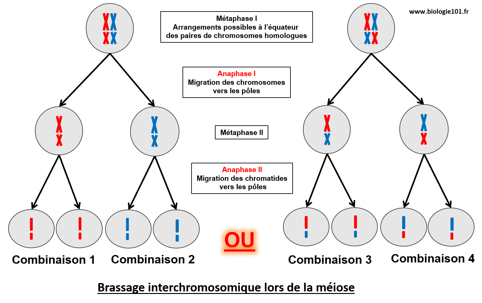Le brassage interchromosomique a lieu lors de la métaphase I de la méiose.