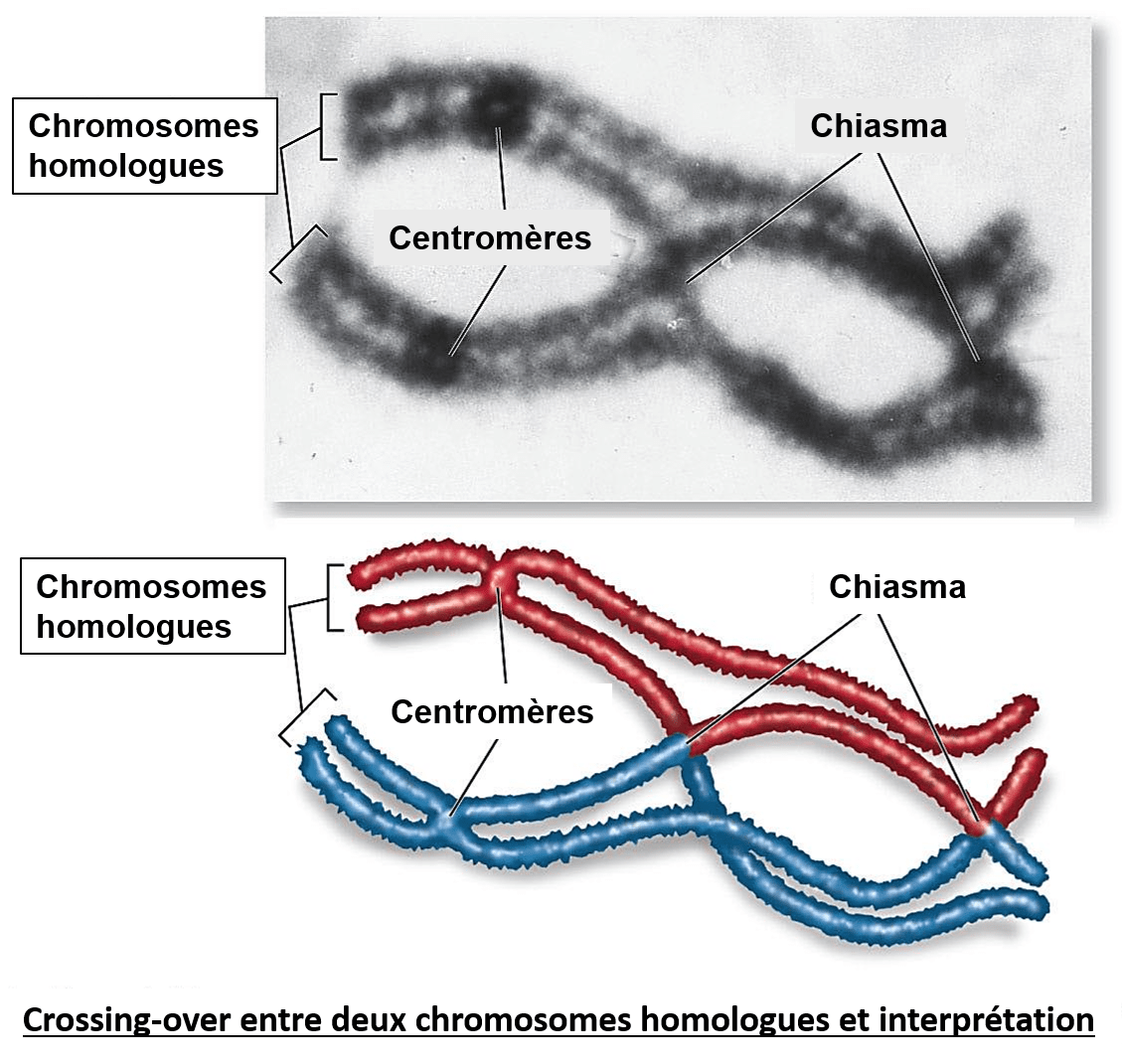Le crossing-over a lieu lors de la prophase I de la première division de la méiose. LEs chromosomes qui forment des bivalents s'échangent des portions d'ADN.