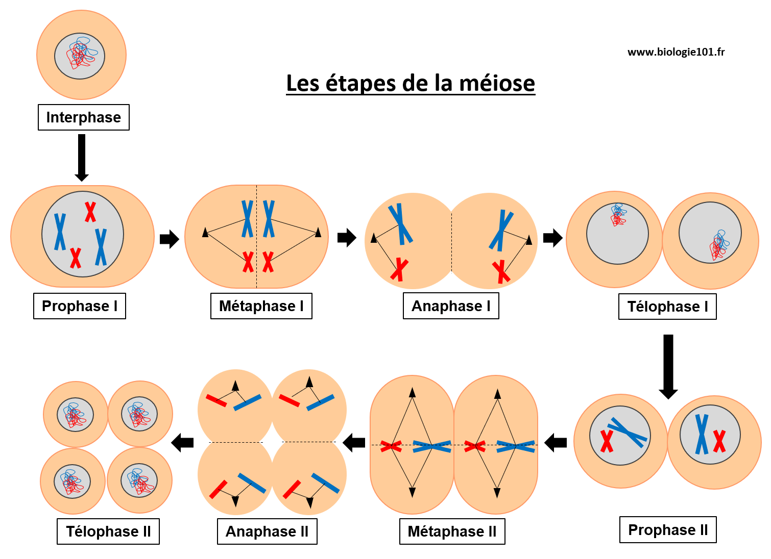 Les étapes de la méiose lors des deux divisions successives : Prophase I, Métaphase I, Anaphase I, Télophase I et Prophase II, Métaphase II, Anaphase II, Télophase II. 