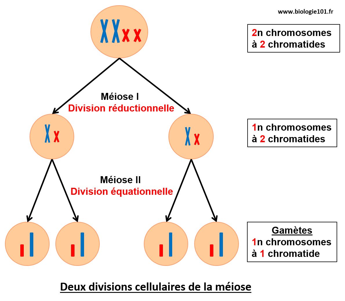 Les deux divisions de la méiose, la division réductionnelle et la division équationnelle qui permettent la formation des gamètes.