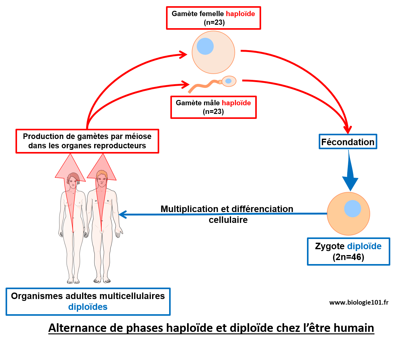 Alternance des phases diploïde et haploïde chez l'être humain.