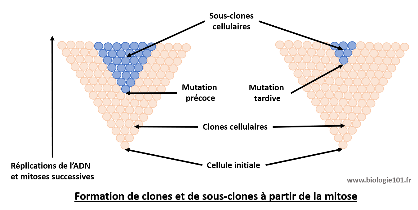 Les clones cellulaires sont la population de cellules issue de la mitose d'une cellule mère. Les sous-clones sont une population de clones ayant héritée d'une mutation et différent par conséquent des autres clones.