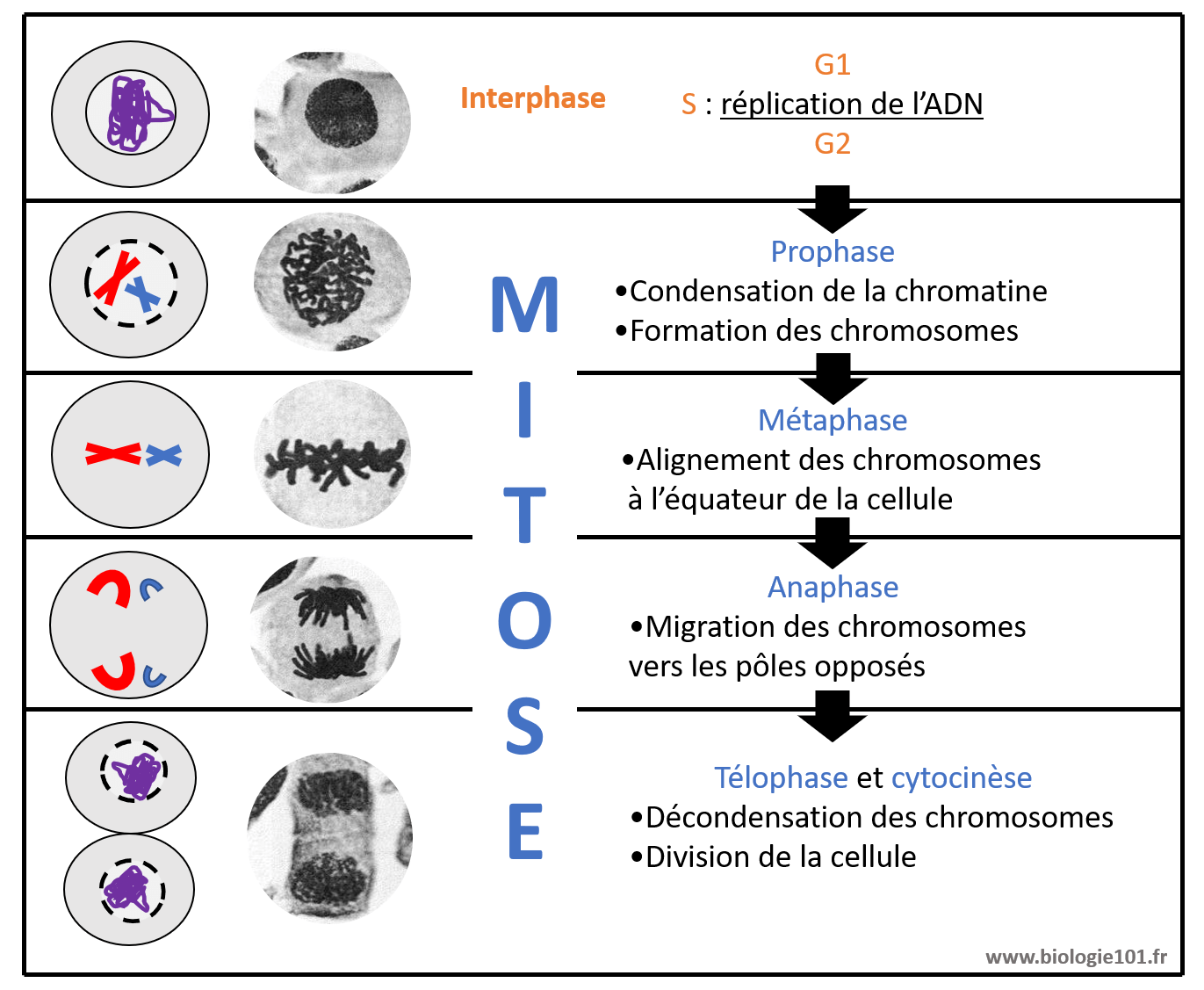 Les quatre étapes de la mitose sont : prophase, métaphase, anaphase, télophase