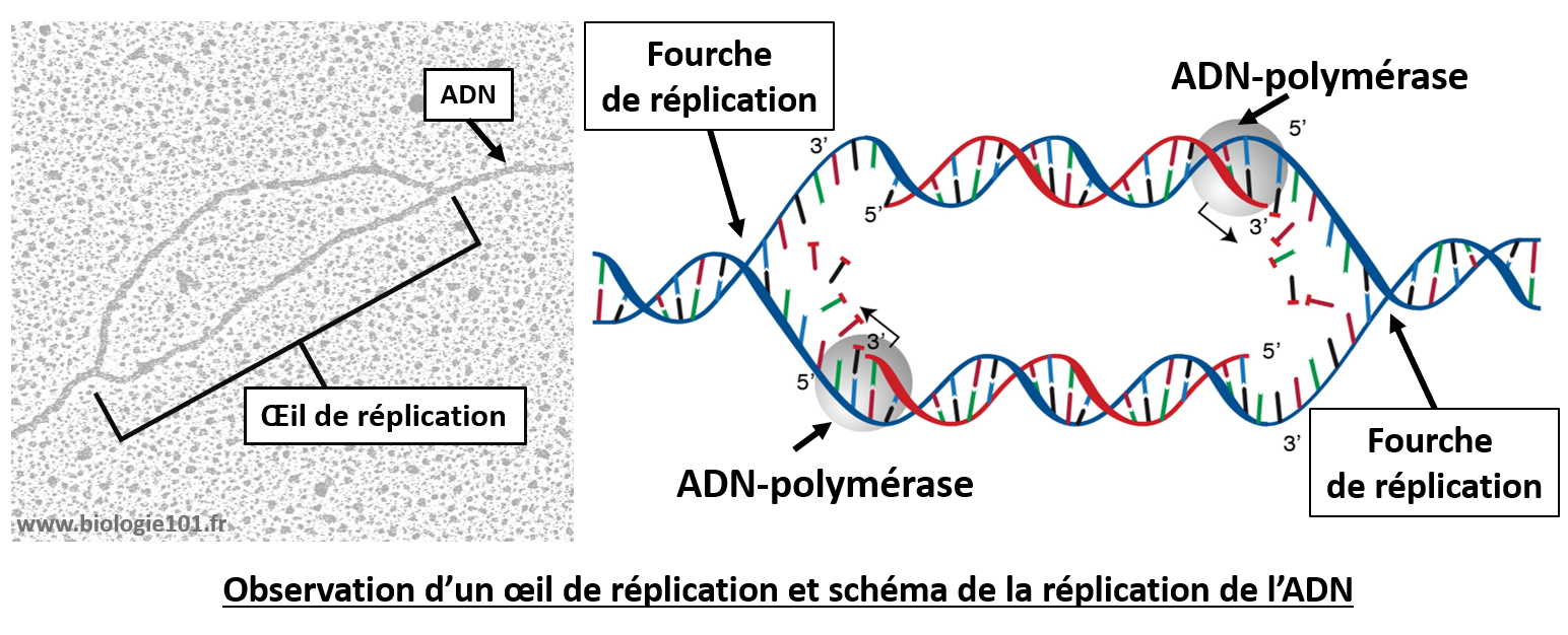 Un oeil de réplication observé lors de la synthèse d'ADN avant la mitose