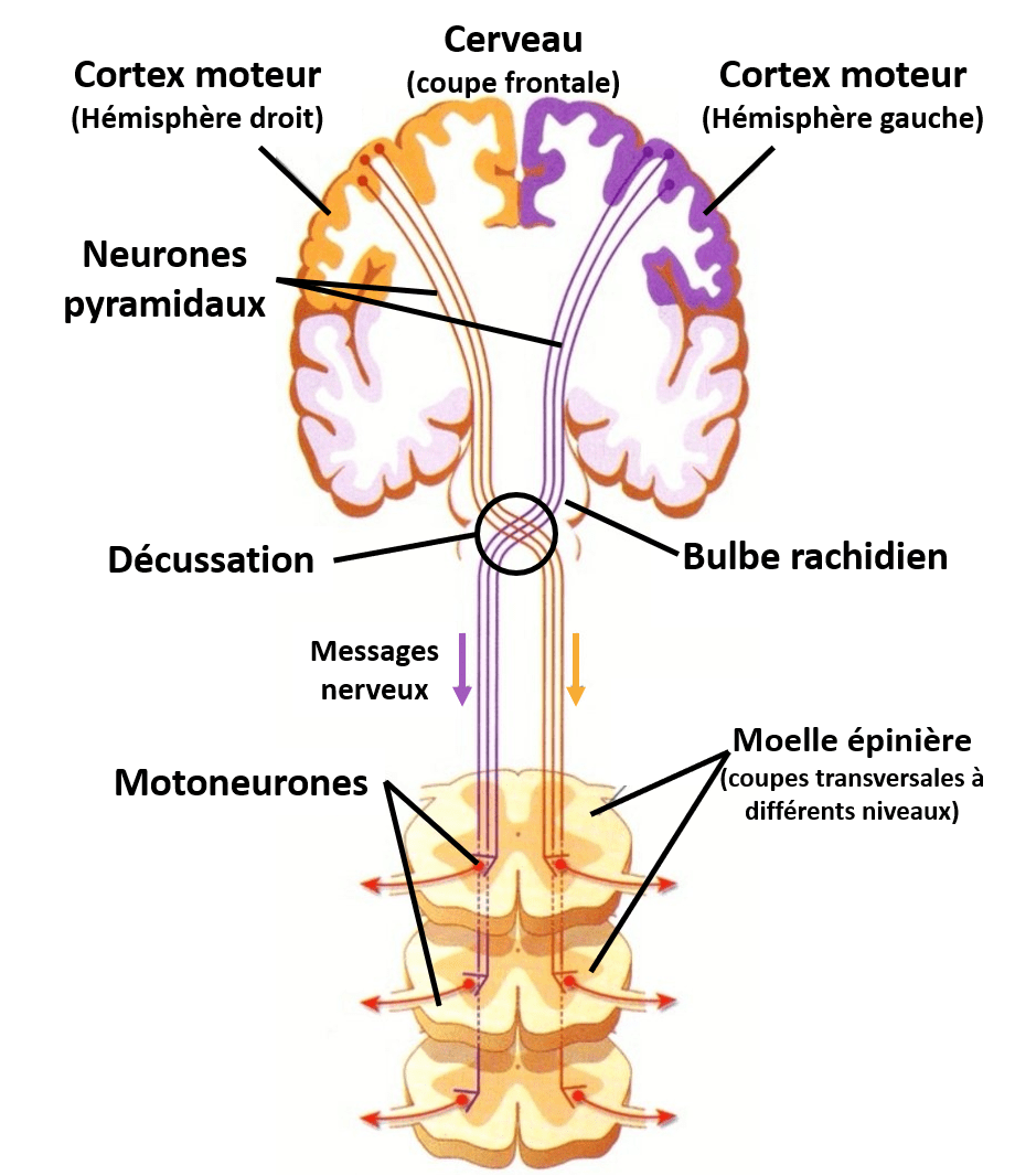 Cerveau Et Mouvements Volontaires Biologie101