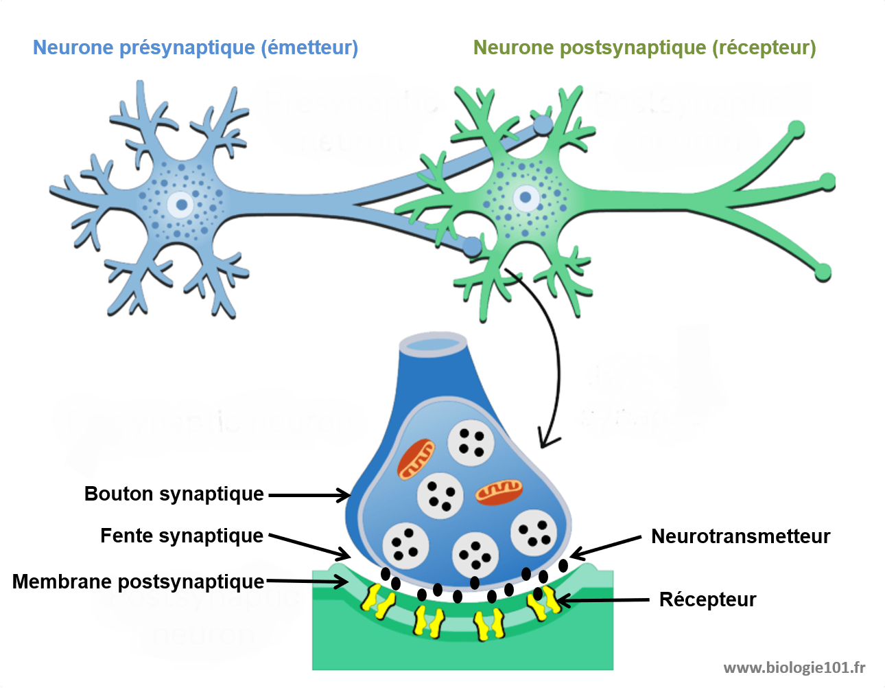 La synapse est l'élément intermédiaire entre deux neurones. Elle est composée d'un élément présynaptique qui contient des vésicules remplies de neurotransmetteurs qui vont être libérés dans la fente synaptique. Ces neurotransmetteurs vont ensuite être captés par l'élément postsynaptique qui va générer ou non un potentiel d'action en réponse.
