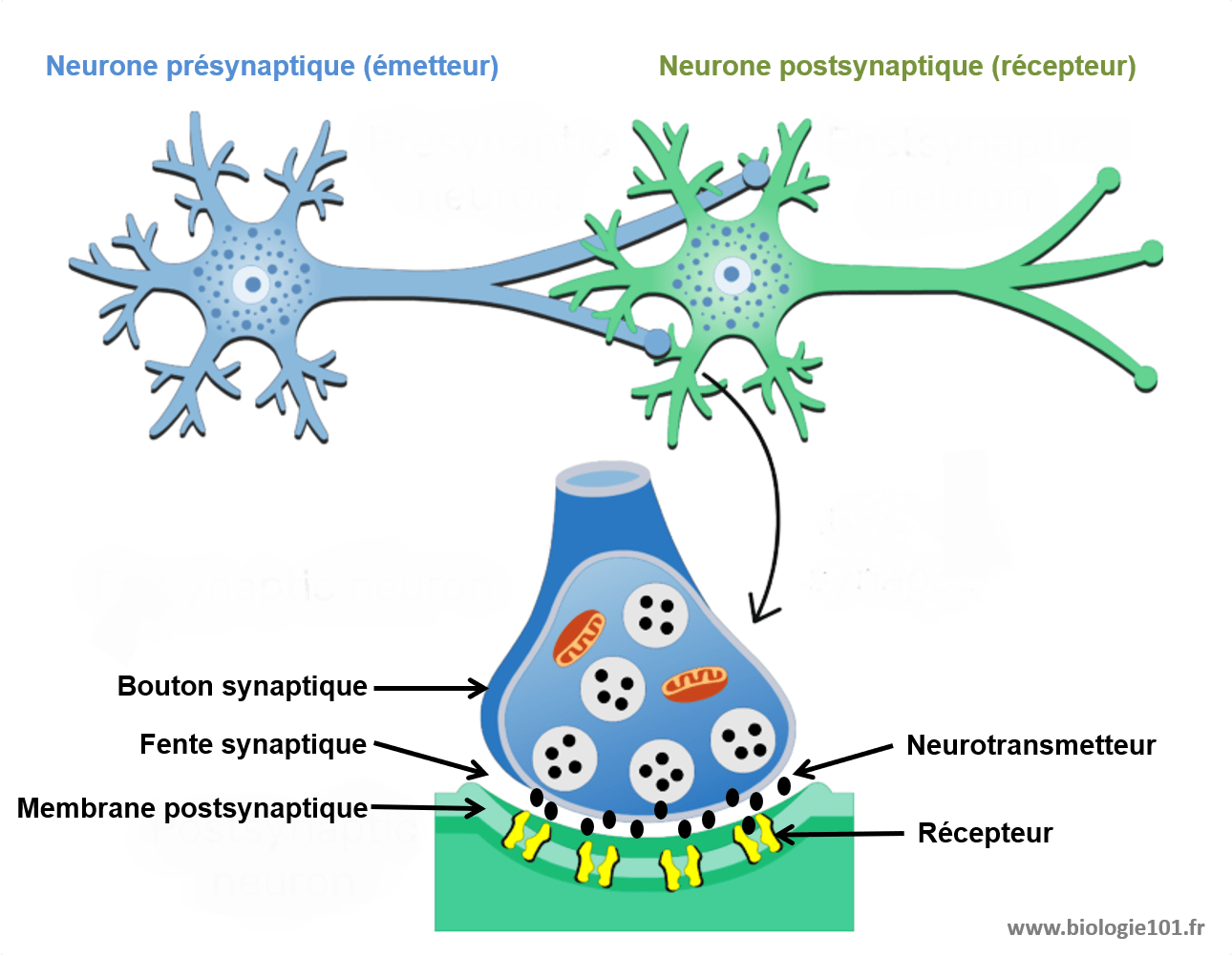 Neurone De La Fente Synaptique