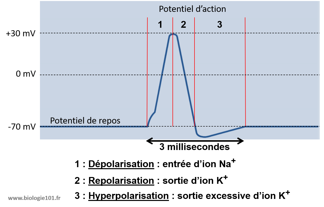 Un potentiel d'action a toujours le même aspect lorsqu'il est généré. D'abord une phase de dépolarisation puis une phase de dépolarisation et enfin une phase d'hyperpolarisation avant de revenir au potentiel de repos.