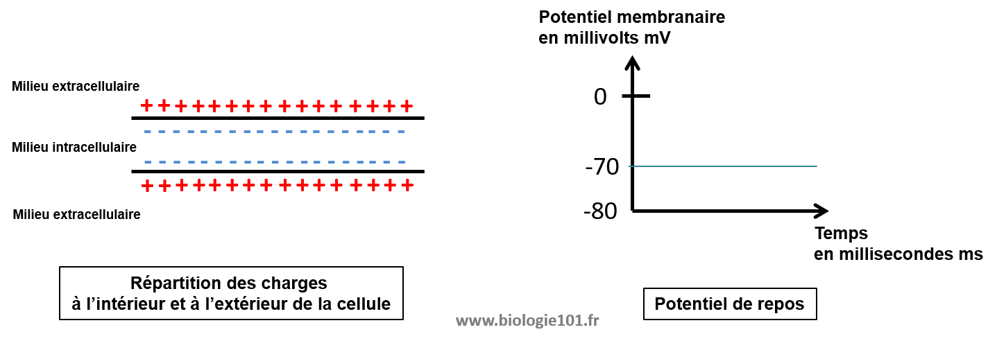 Les membranes des cellules sont polarisées, positiviement à l'extérieur et négativement à l'intérieur. Le potentiel de repos est la différence de potentiel électrique de la membrane lorsqu'il n'y a pas de stimuli.