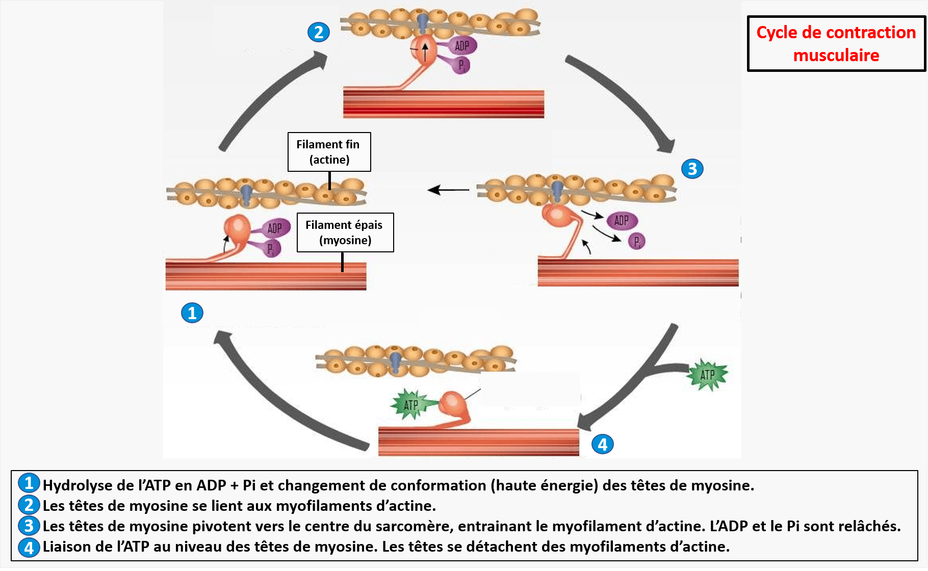 Cycle de contraction musculaire Cycle de contraction d'un muscle induit par l'interaction des myofilaments en présence d'ATP et de calcium