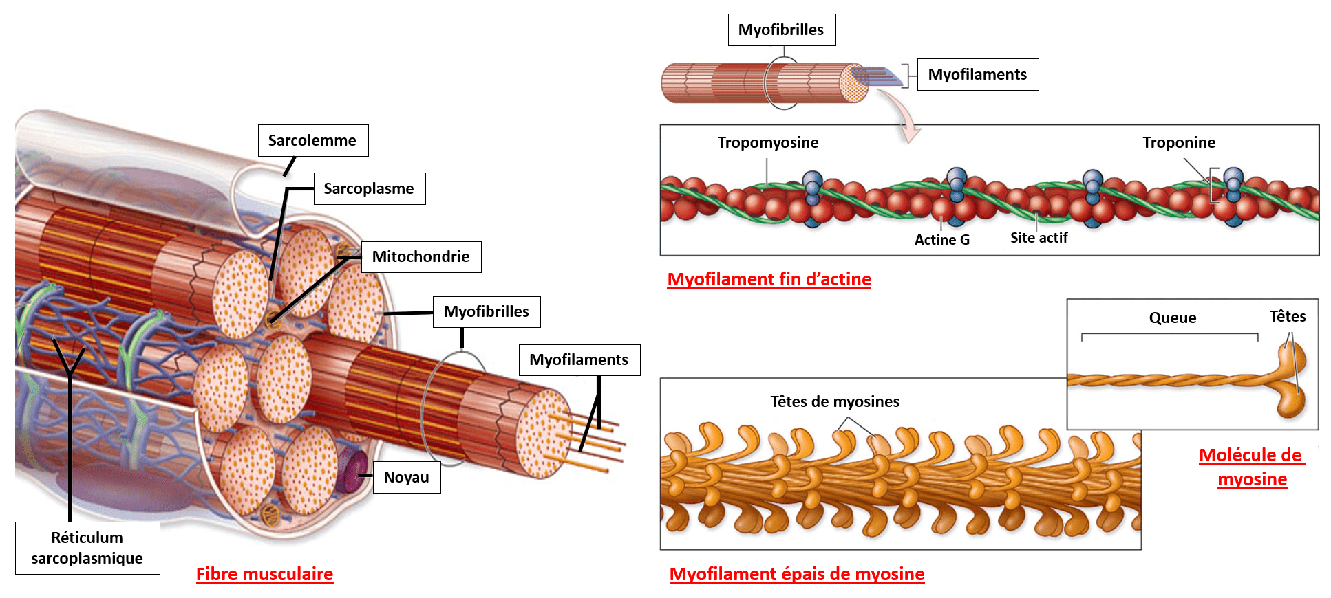 Myofibrille et les myofilaments Fibre musculaire avec les myofibrilles composées de myofilaments d'actine et de myofilaments de myosine.
