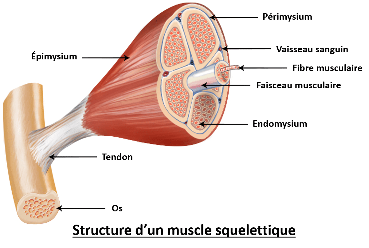 Structure interne d'un muscle Structure interne du muscle avec les faisceaux musculaires et les fibres musculaires