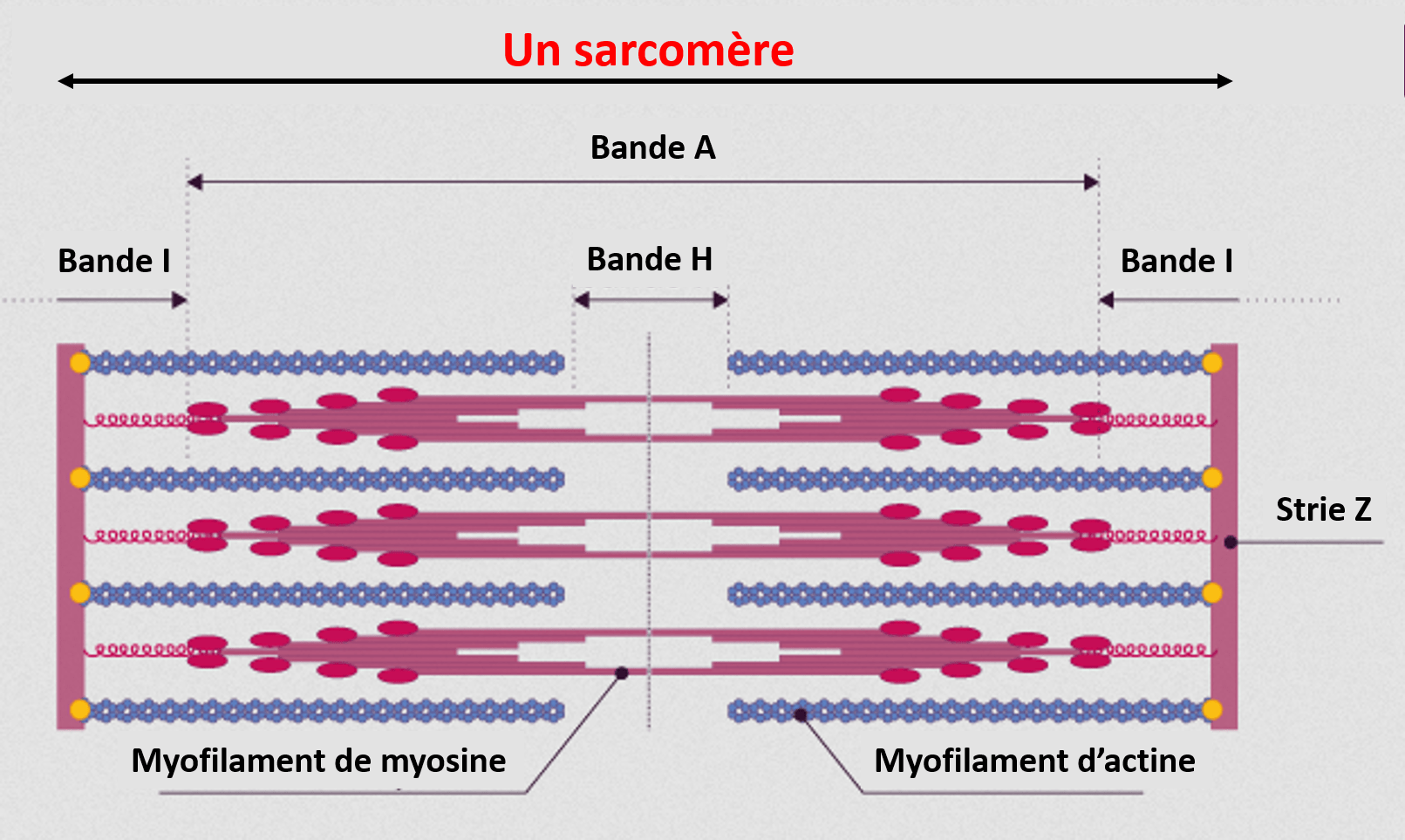 Organisation d'un sarcomère Sarcomère délimités par des stries Z. Les bandes claires I et une bande sombre A et lala bande H.