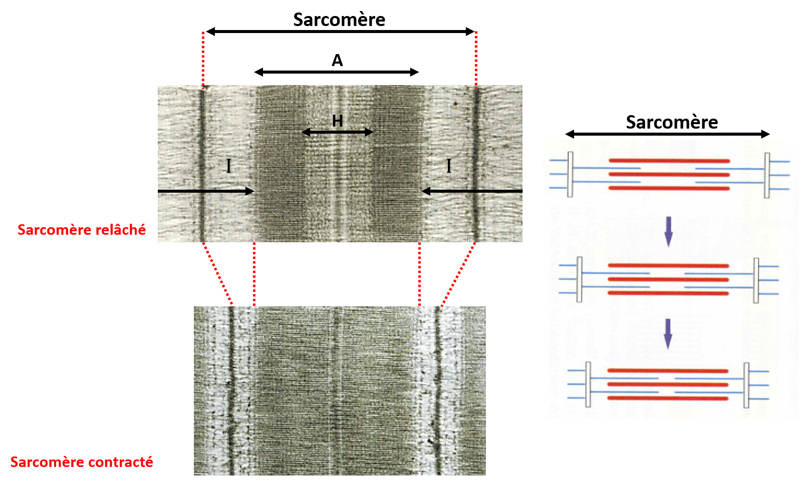 Contraction d'un sarcomère Raccourcissement d'un sarcomère d'une cellule musculaire