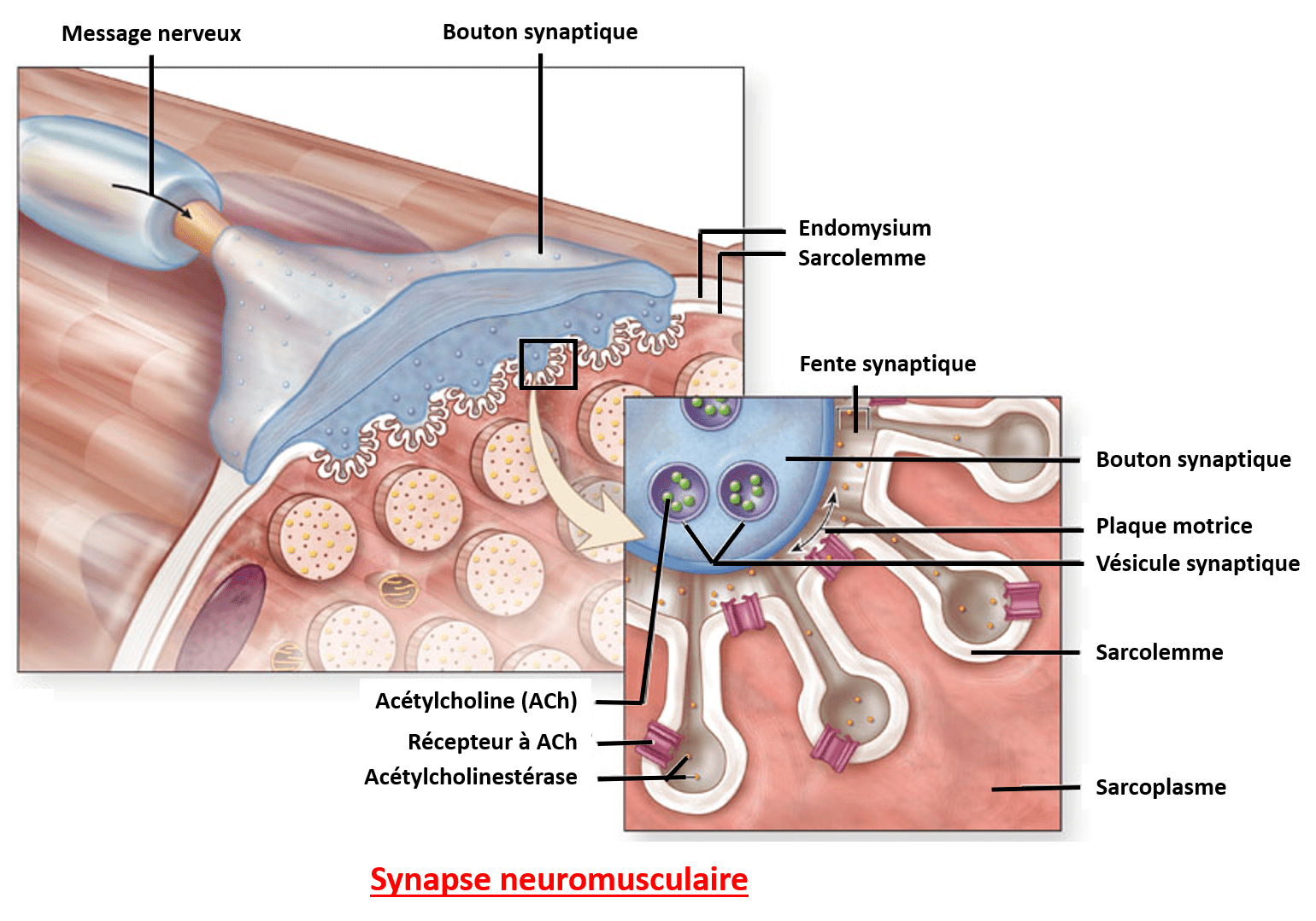 Organisation d'un sarcomère La synapse neuromusculaire entre un motoneurone et la plaque motrice d'un muscule
