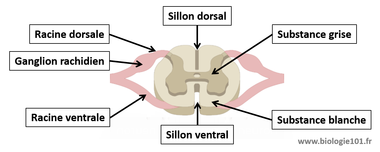 La moelle épinière est composée de la substance grise, de la substance blanche et des racines ventrales et dorsales.
