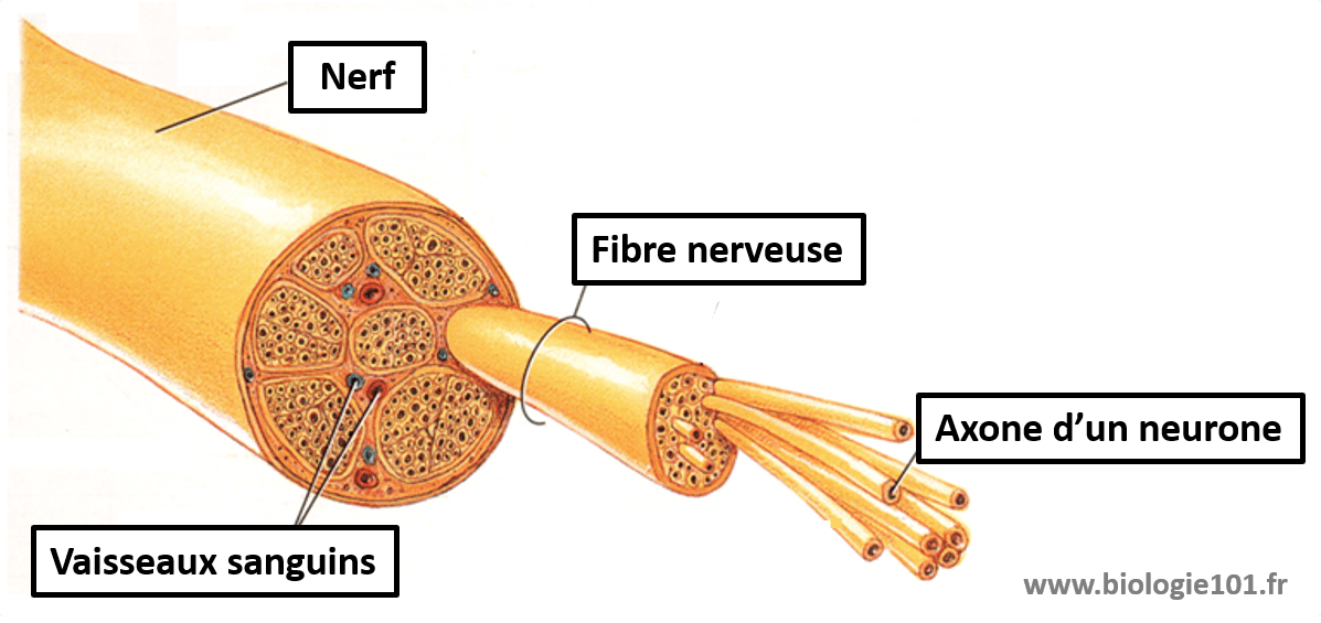 Le système nerveux périphérique est composé des nerfs. Les nerfs sont faits d'un ensemble de fibres nerveuses, elles-mêmes composées des axones des neurones.