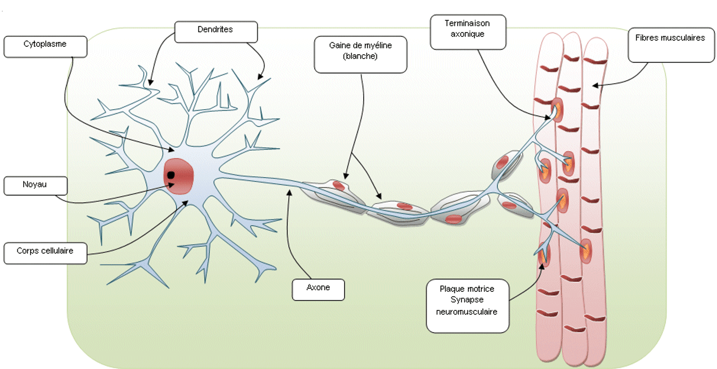 Les neurones sont des cellules exitables présentes dans le système nerveux. Les neurones interviennent dans la génération, la propagation et l'intégration des messages nerveux.