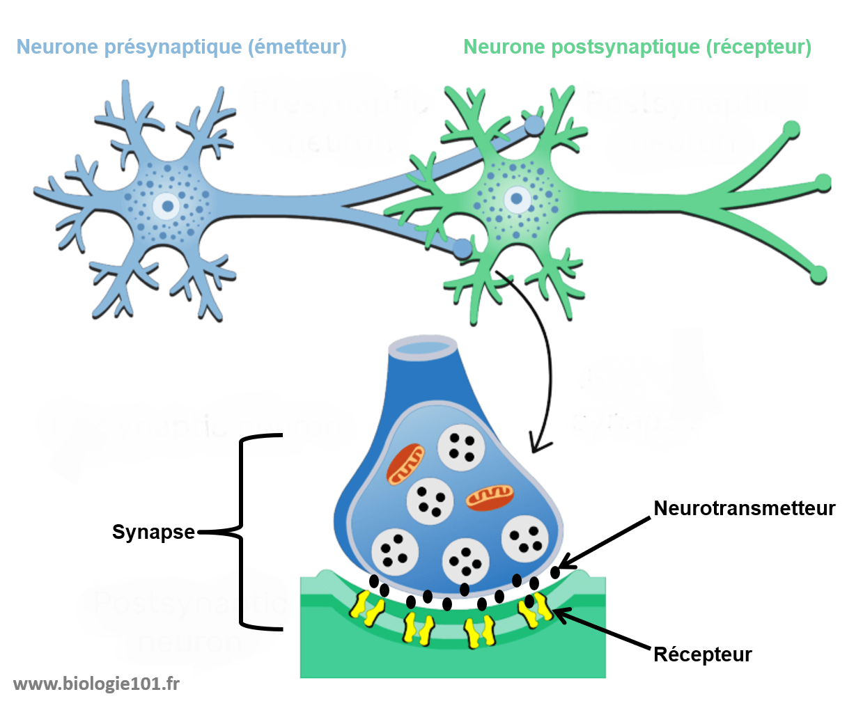 La synapse est la zone de contact entre deux neurones ou entre un neurone et une autre cellule. C'est là que le message nerveux électrique est converti en message chimique par l'intermédiaire des neurotransmetteurs.