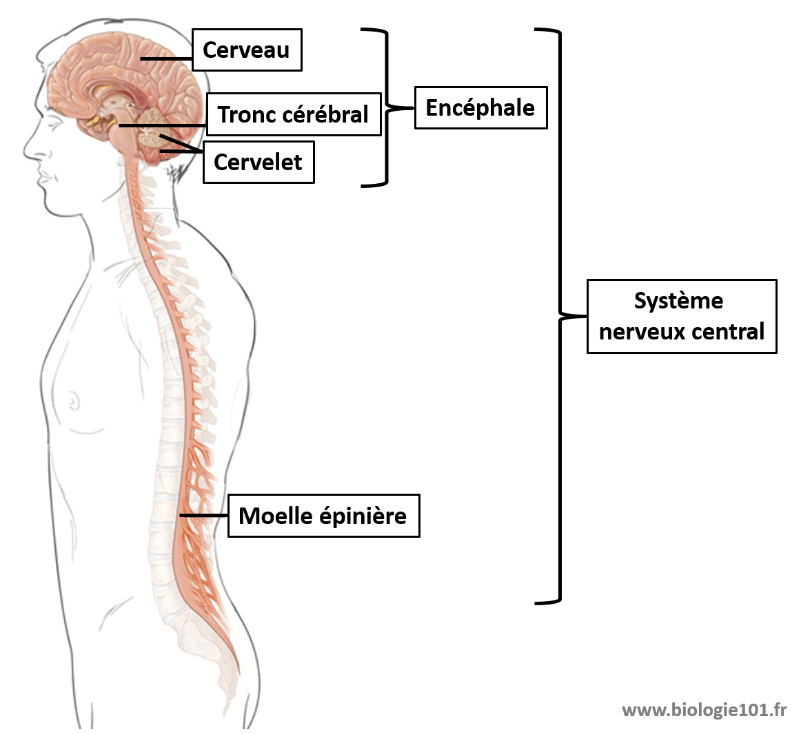 La moelle épinière fait partie du système nerveux central. La moelle épinière est le centre nerveux impliqué dans les mouvements invonlontaires, les réflexes myotatiques.
