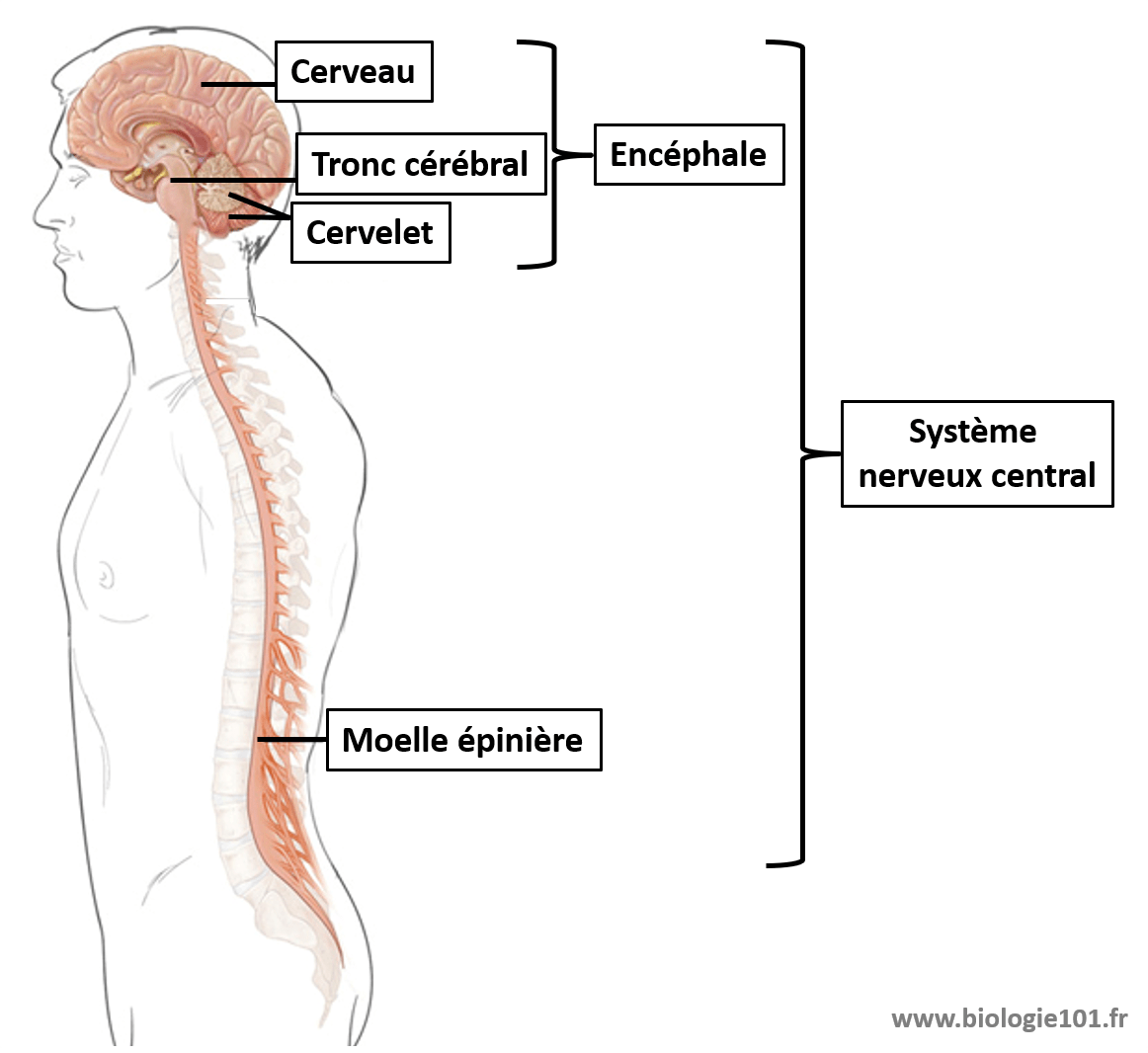 Le système nerveux central composé de l'encéphale et de la moelle épinière La moelle épinière fait partie du système nerveux central et intervient dans les réflexes myotatiques. Cours Terminale svt.