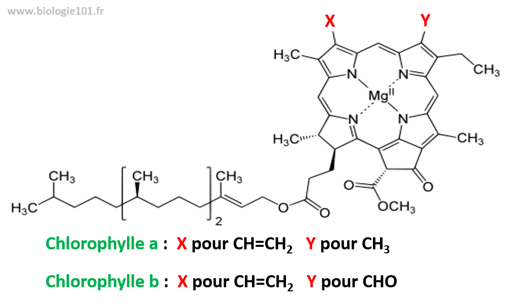 Les deux types de chlorophylle les plus présentes dans les végétaux : la chlorophylle a et la chlorophylle b. Les deux différent par un seul groupement situé au niveau de la tête porphyrine.