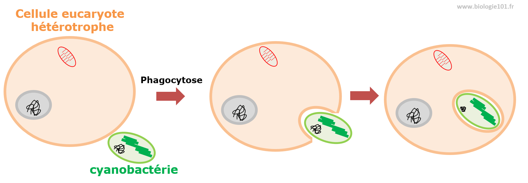 La théorie endosymbiotique explique l'origine des chloroplastes dans les cellules eucaryotes.