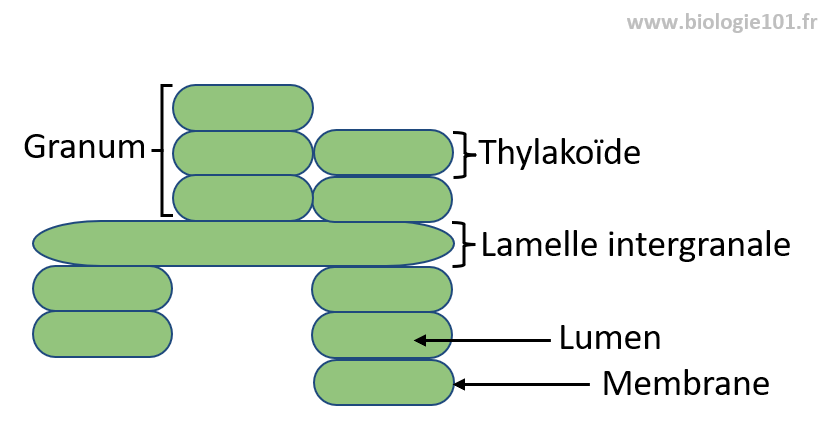 Les thylakoïdes forment des empilements qu'on appelle granum (pluriel grana). Les grana sont reliés entre eux par des thylakoïdes stromatiques.