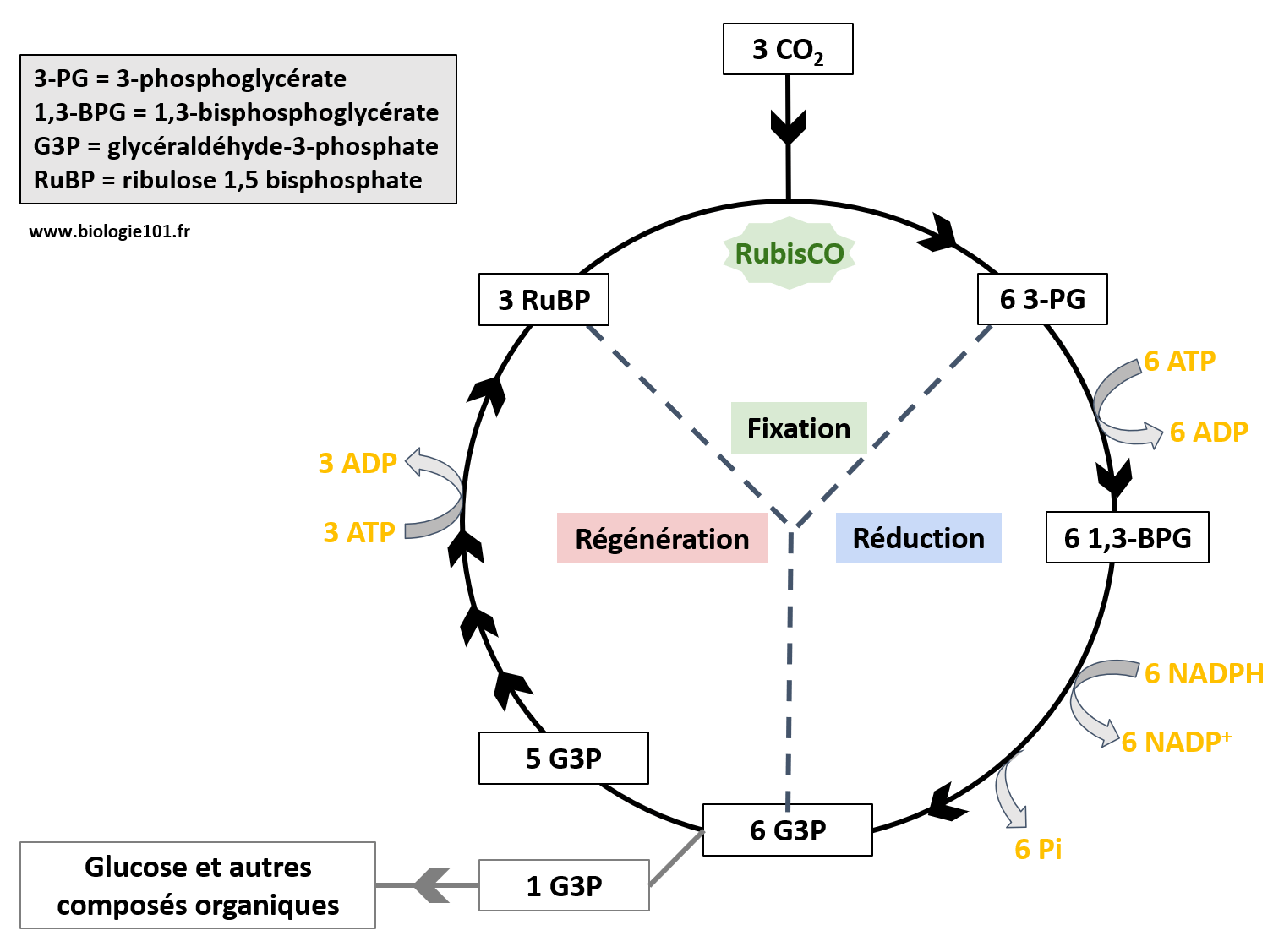 Le cycle de Calvin, phase biochimique de la photosynthèse