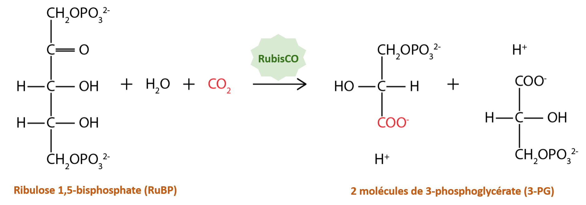 Le cycle de Calvin est initié par la fixation du carbone à l'aide de l'enzyme RubisCO.