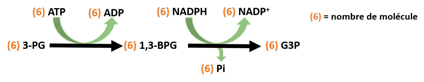 Formation du G3P par réduction du 3PG lors de la deuxième étape du cycle de Calvin.