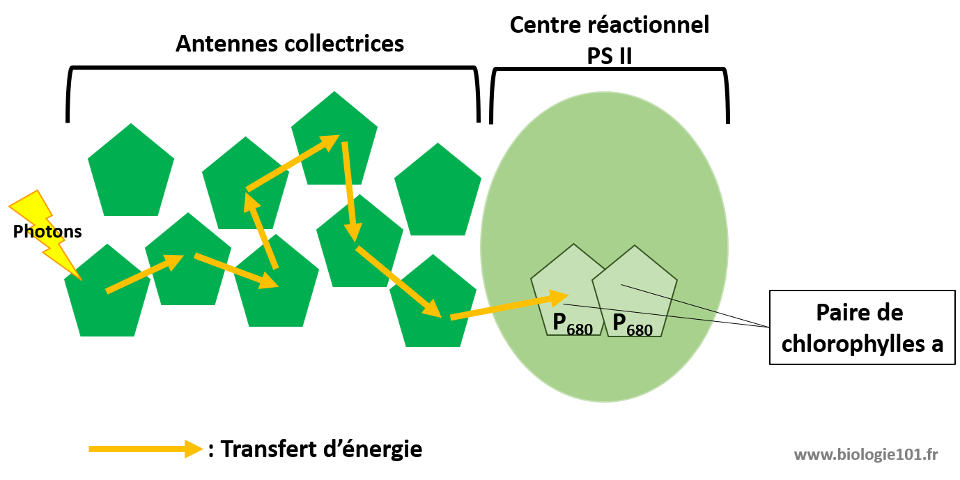 Les chlorophylles de l'antenne collectrice vont transférer l'énergie accumulée par la captation d'un photon à leurs voisines jusqu'à atteindre la paire de chlorophylles spéciales au niveau du centre réactionel du photosystème II.